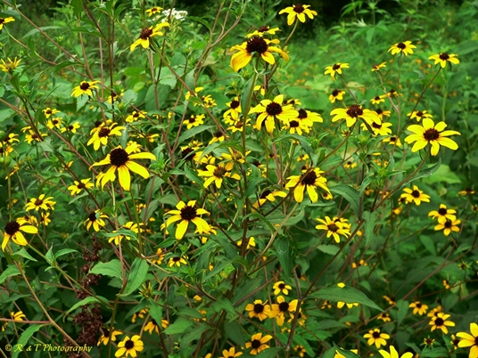 {Rudbeckia triloba}
